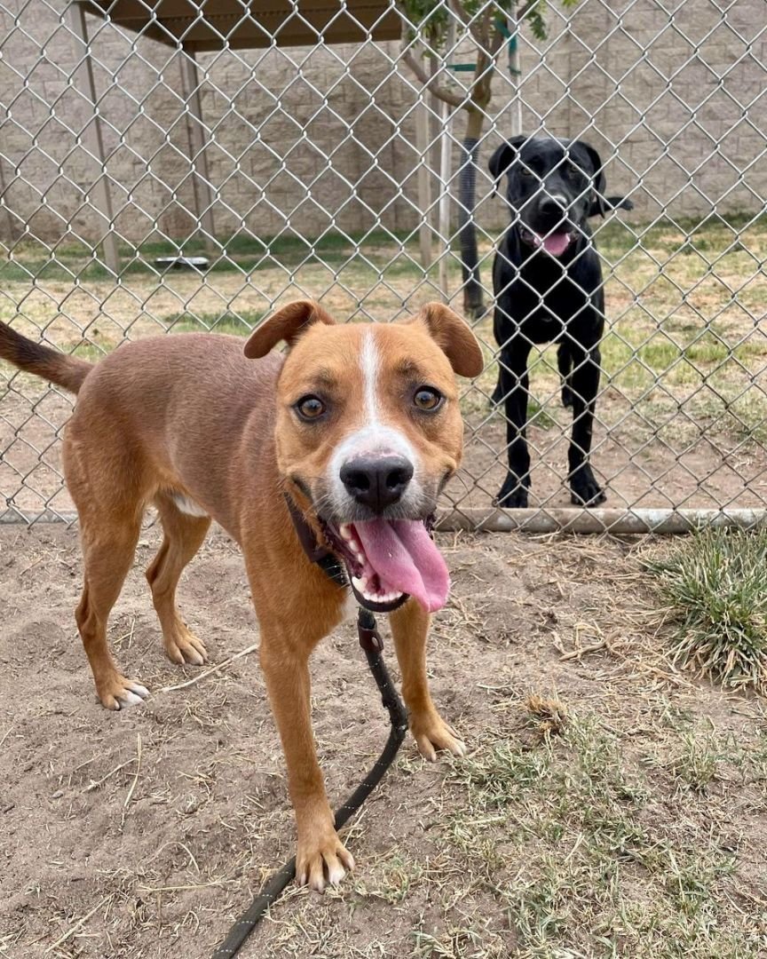 Patches, a Adopted Australian Kelpie in San Francisco, CA image 4/4