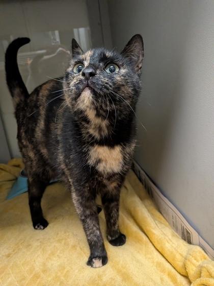 Roly Poly, Adoptable, Adult Female Domestic Short Hair & Domestic Short Hair.
