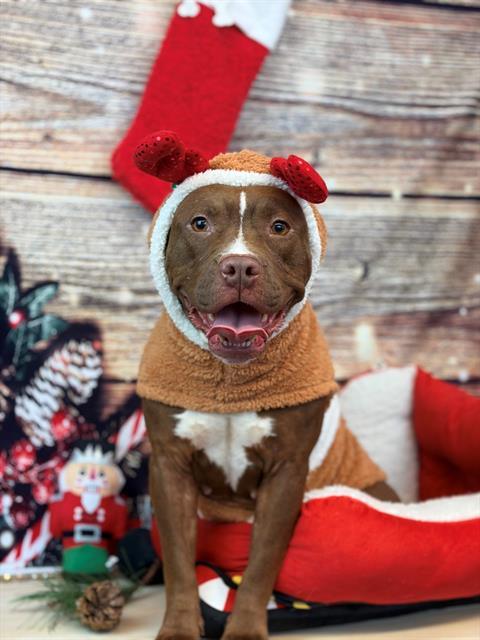 EBONY, Adoptable, Young Female Pit Bull Terrier.