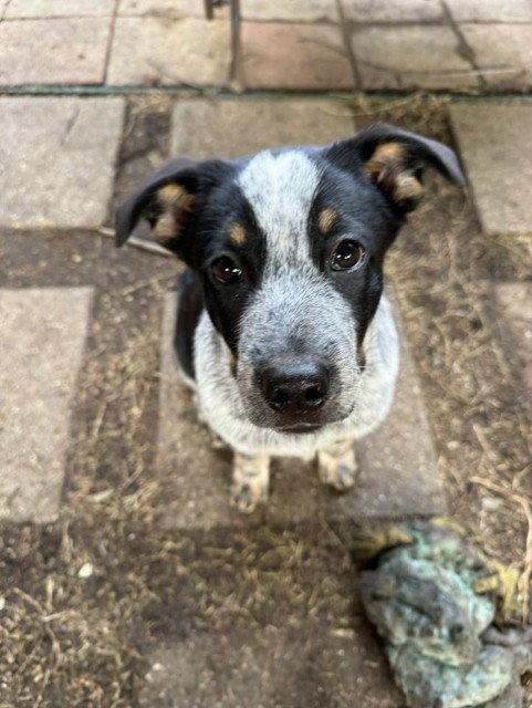 Enlarge GUS - Ronin, a Adoptable Australian Cattle Dog / Blue Heeler in Sebec, ME image 1/3