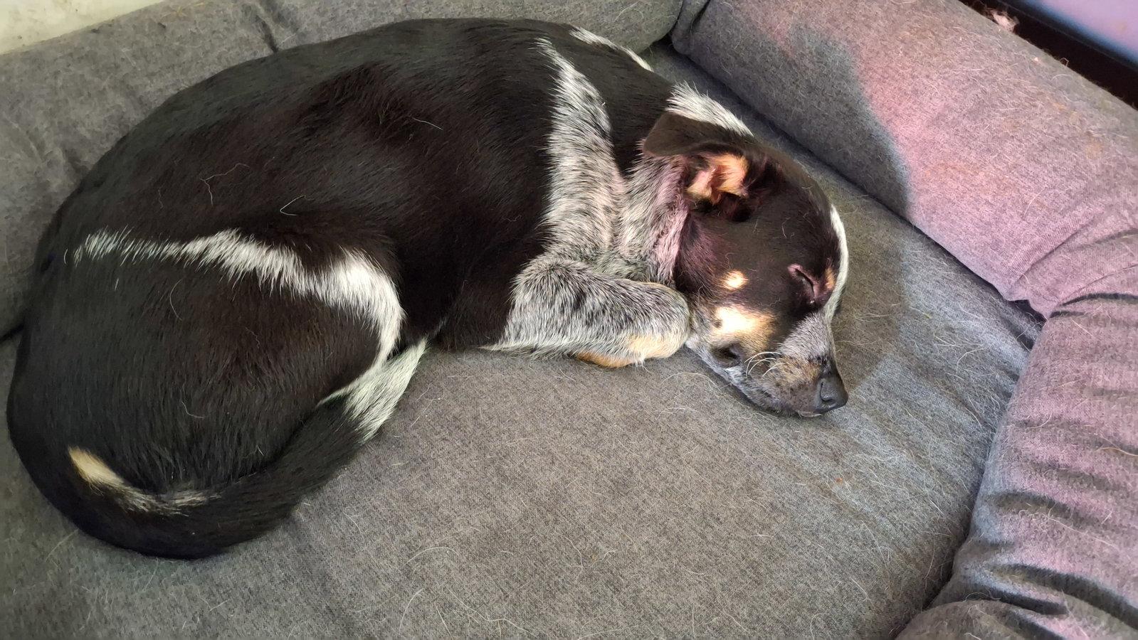 RONIN-Gus, a Adopted Australian Cattle Dog / Blue Heeler in Sebec, ME image 1/3