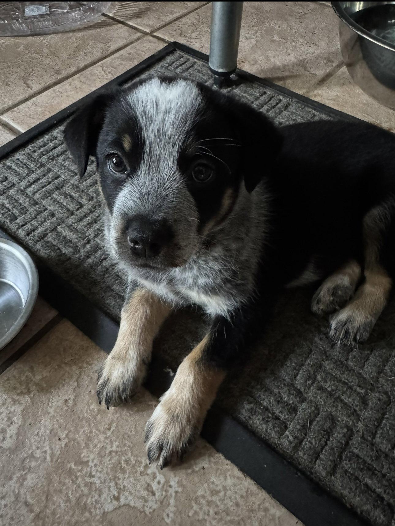 Enlarge GUS - Ronin, a Adoptable Australian Cattle Dog / Blue Heeler in Sebec, ME image 2/3
