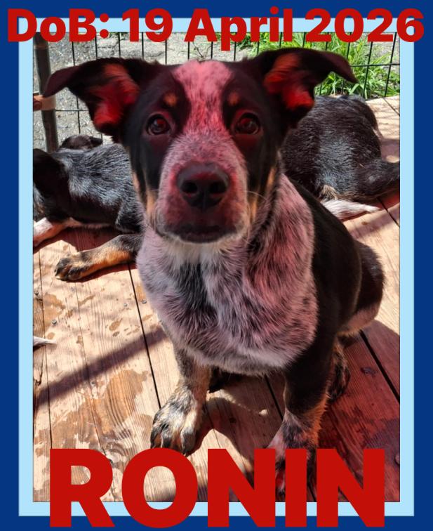 RONIN-Gus, a Adopted Australian Cattle Dog / Blue Heeler in Sebec, ME image 2/3