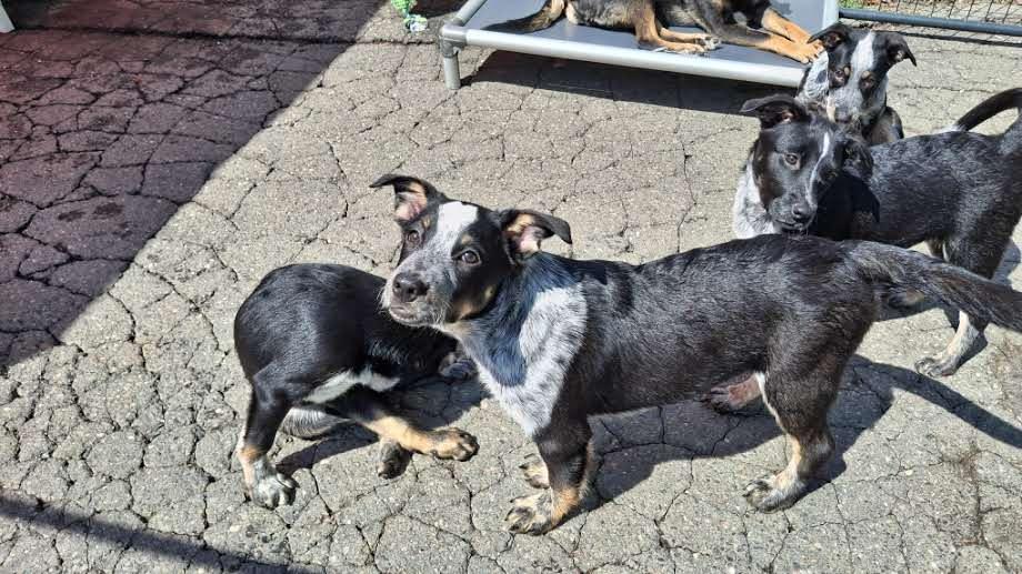 RONIN-Gus, a Adopted Australian Cattle Dog / Blue Heeler in Sebec, ME image 3/3