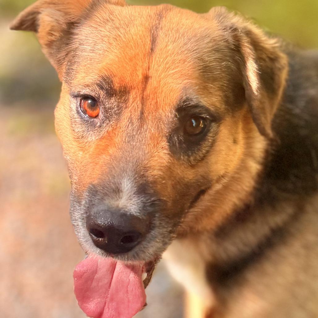 Meegosh, Adoptable, Adult Male German Shepherd Dog & Cardigan Welsh Corgi.