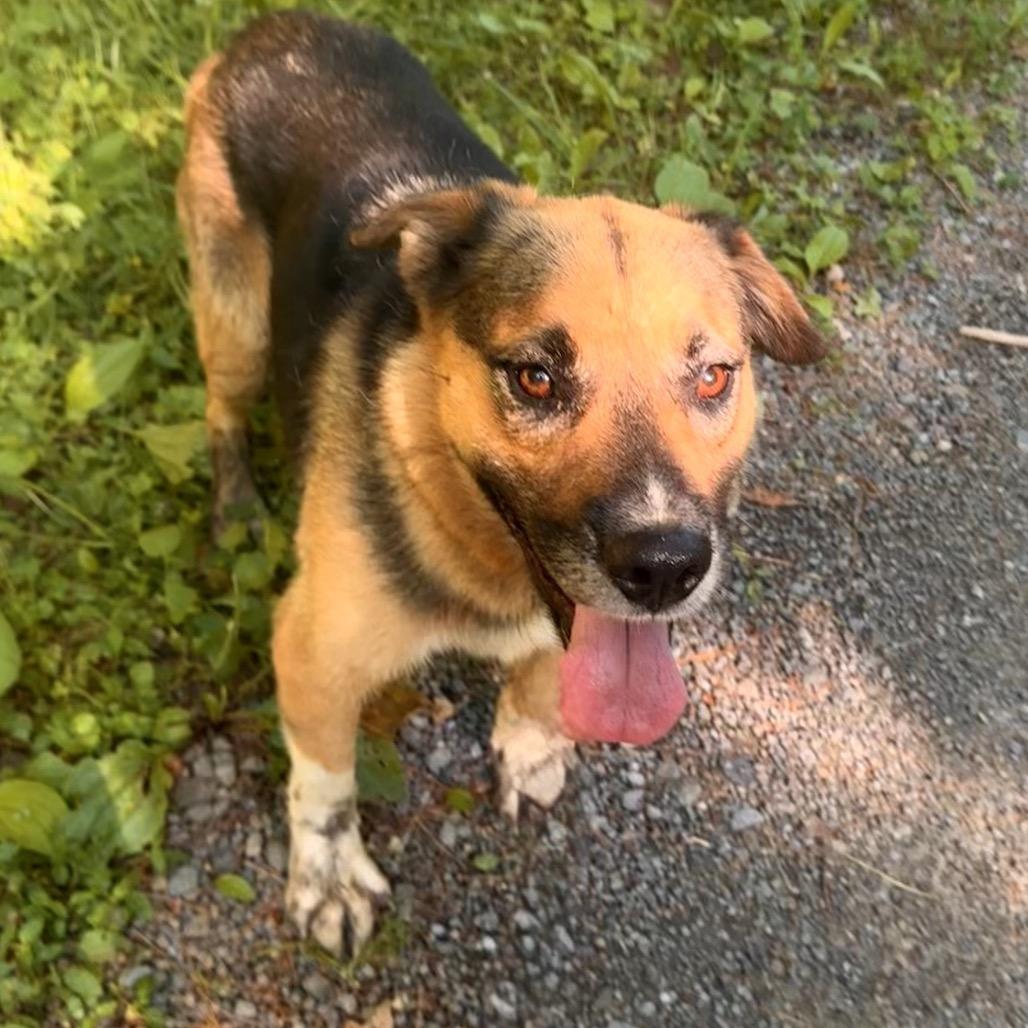 Enlarge Meegosh, a Adoptable mixed breed in Milford, NY image 2/4