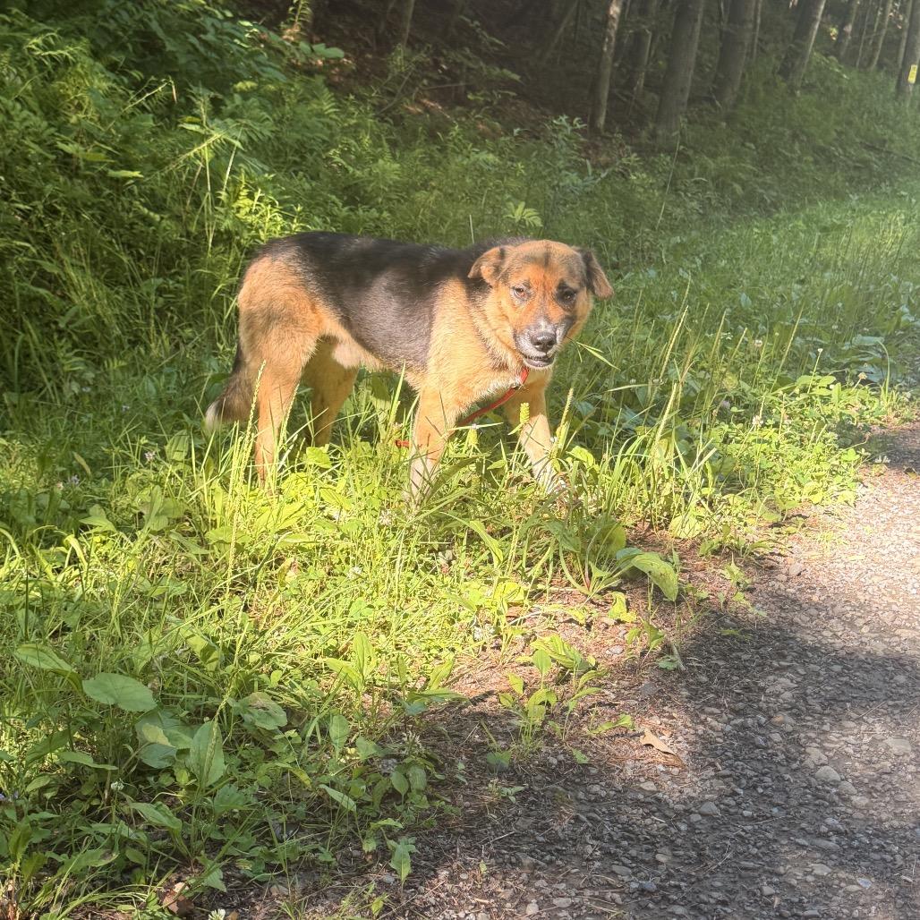 Enlarge Meegosh, a Adoptable mixed breed in Milford, NY image 3/4
