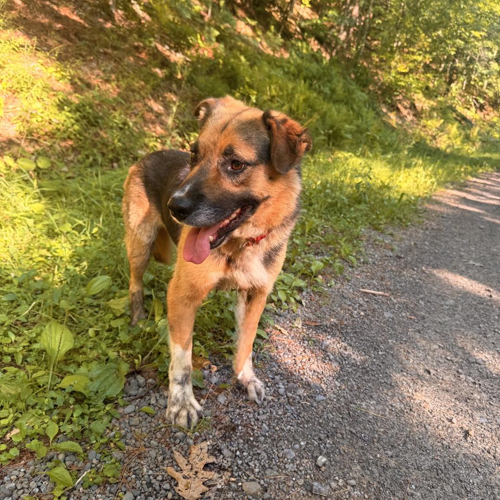 Enlarge Meegosh, a Adoptable mixed breed in Milford, NY image 4/4