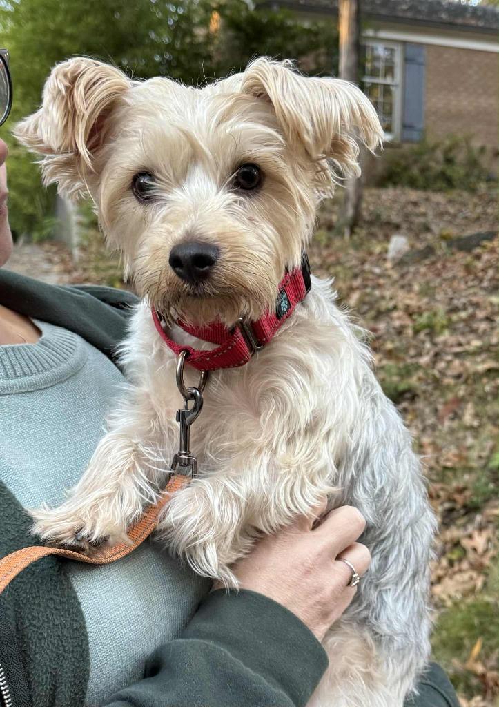 George, Adoptable, Adult Male Yorkshire Terrier & Lhasa Apso.