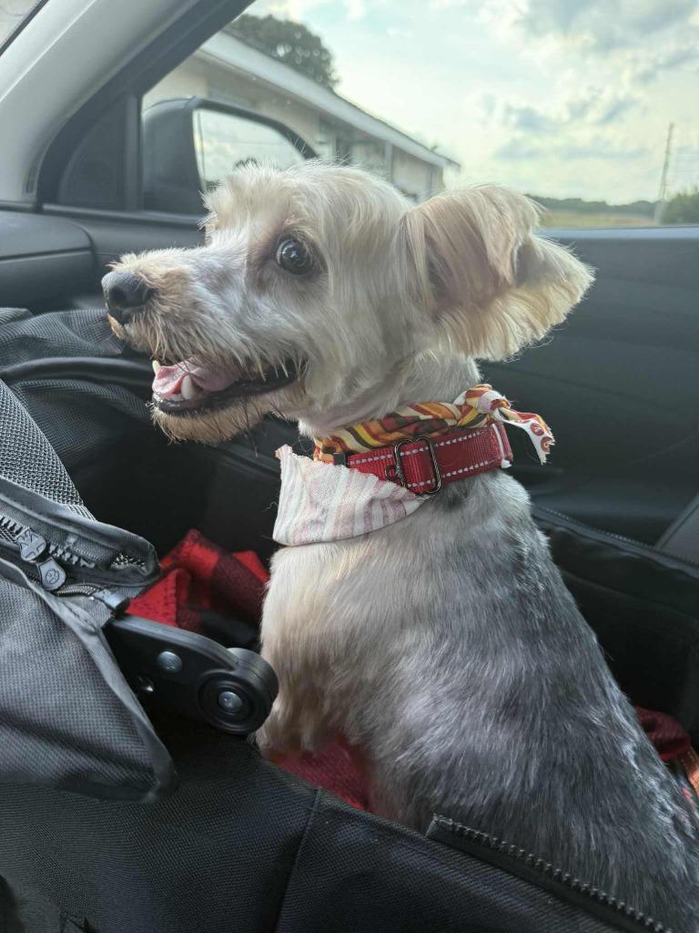 George, Adoptable, Adult Male Yorkshire Terrier & Lhasa Apso.