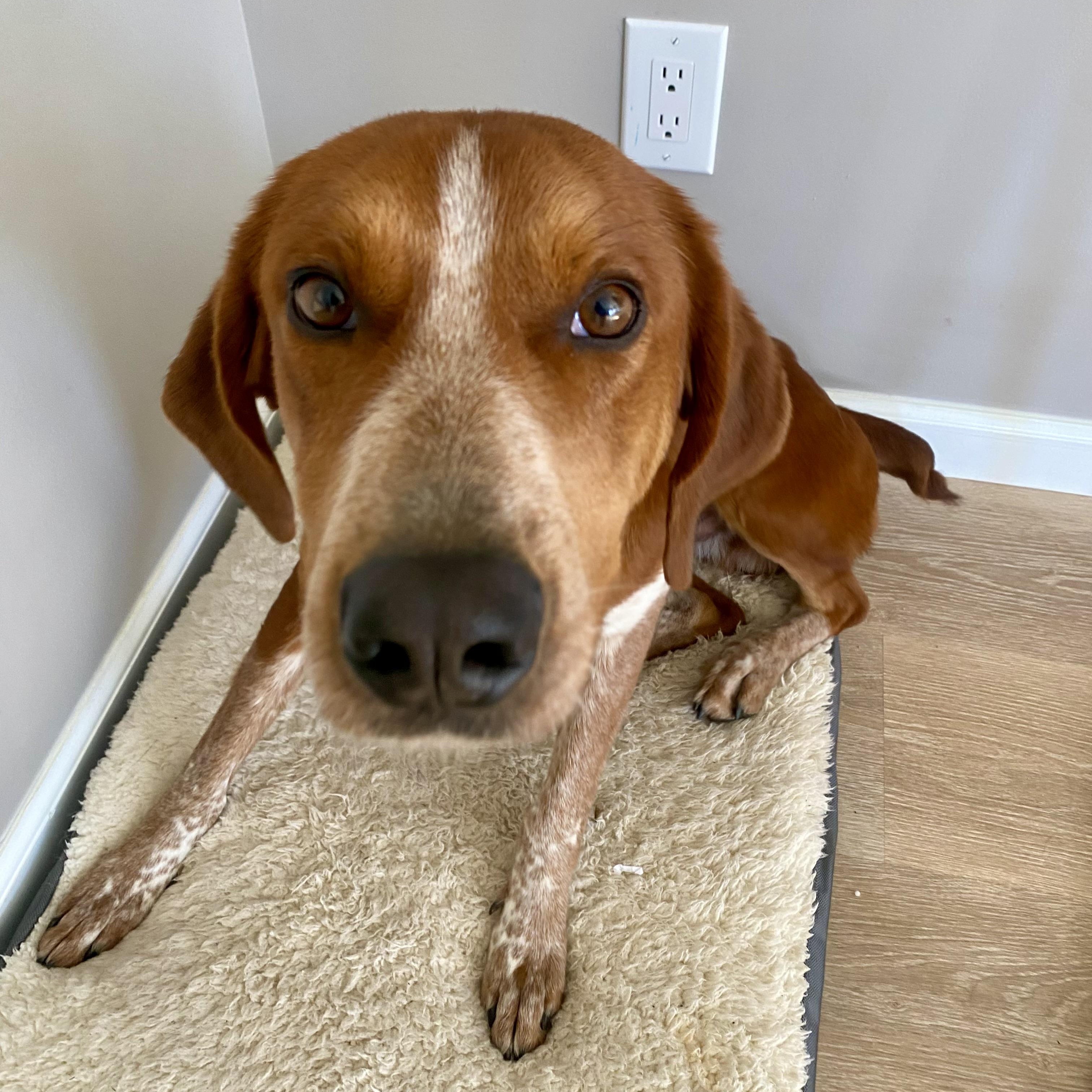 Enlarge Red, a Adoptable mixed breed in Greeneville, TN image 4/6