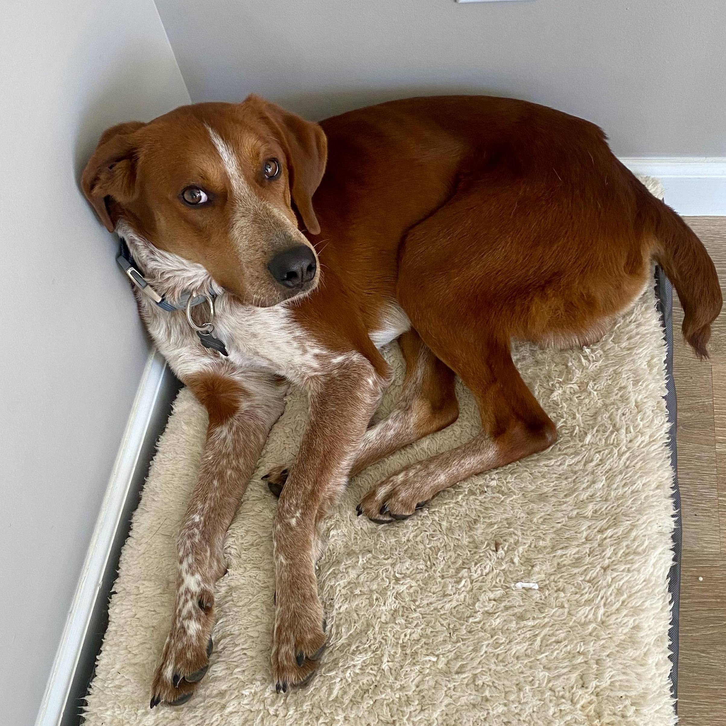 Enlarge Red, a Adoptable mixed breed in Greeneville, TN image 6/6