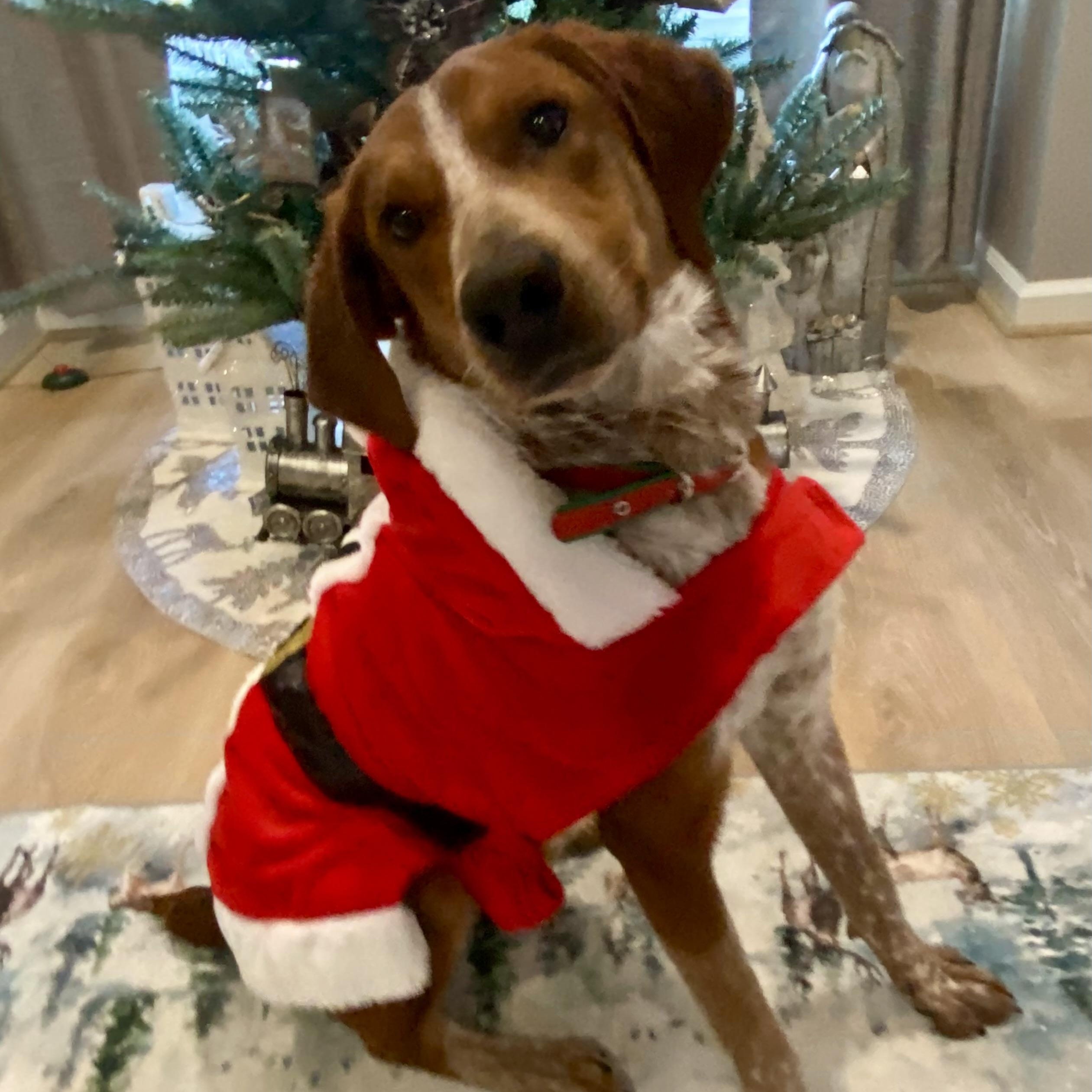 Enlarge Red, a Adoptable mixed breed in Greeneville, TN image 1/5