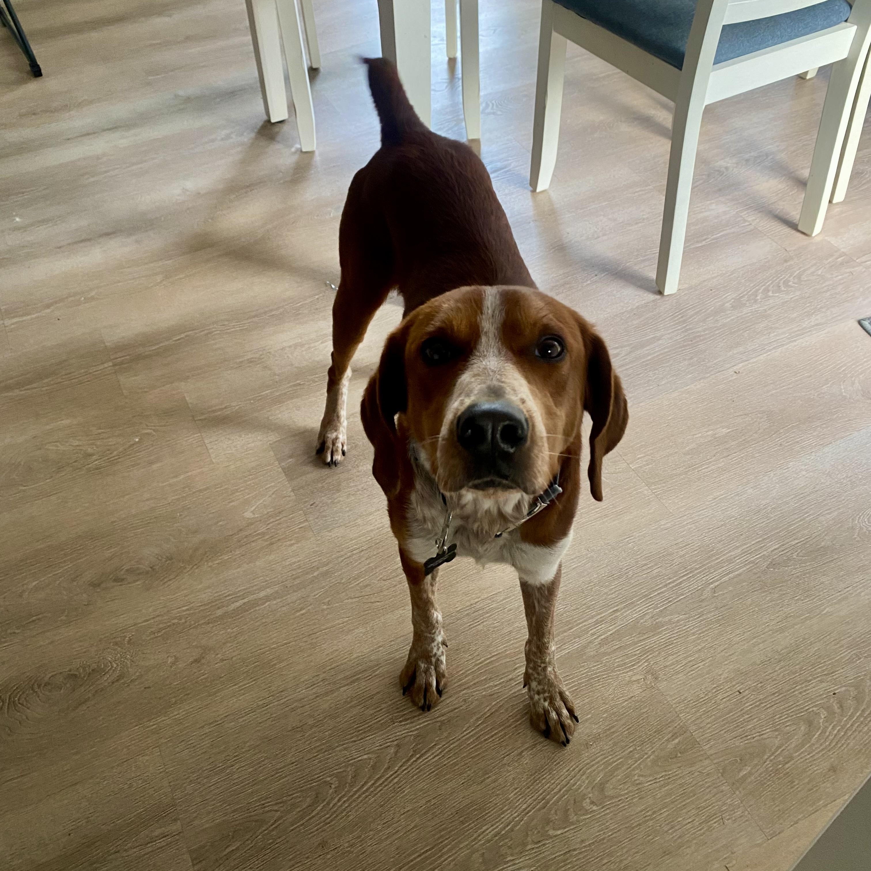 Enlarge Red, a Adoptable mixed breed in Greeneville, TN image 2/6