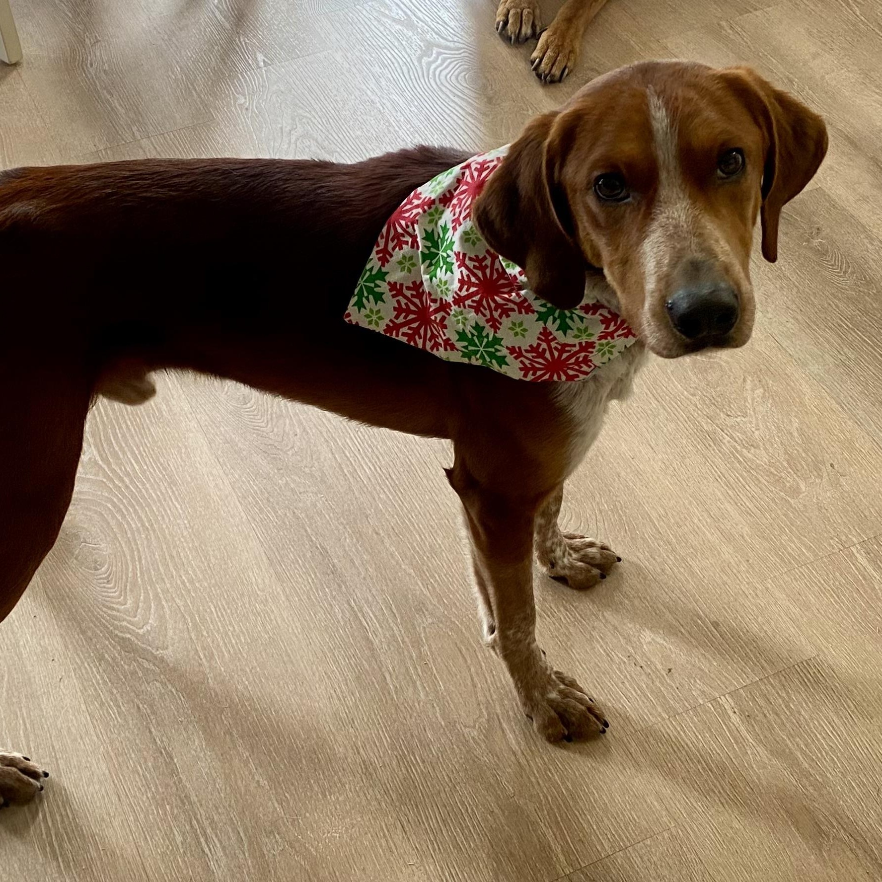 Enlarge Red, a Adoptable mixed breed in Greeneville, TN image 3/6