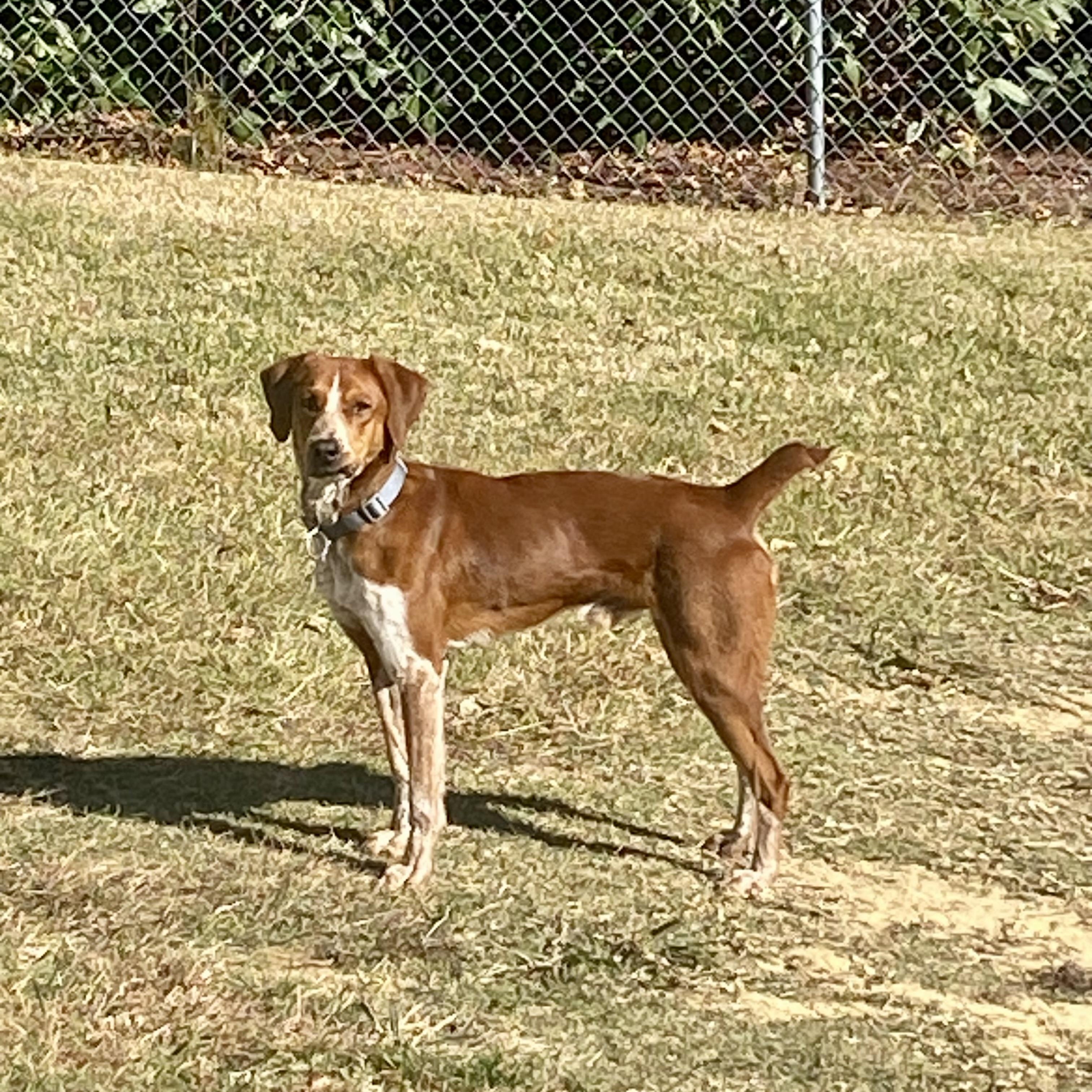 Enlarge Red, a Adoptable mixed breed in Greeneville, TN image 1/6
