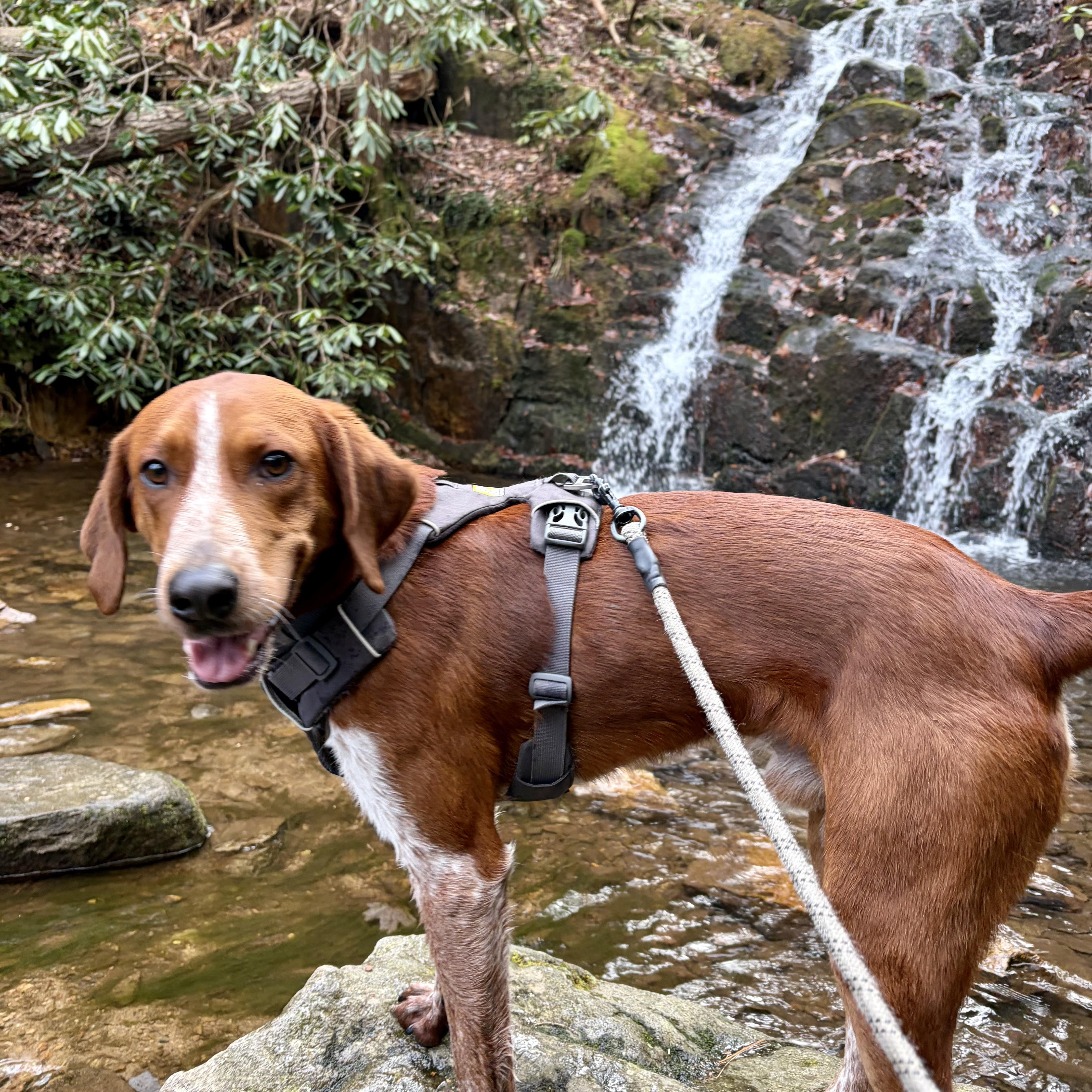 Enlarge Red, a Adoptable mixed breed in Greeneville, TN image 2/5