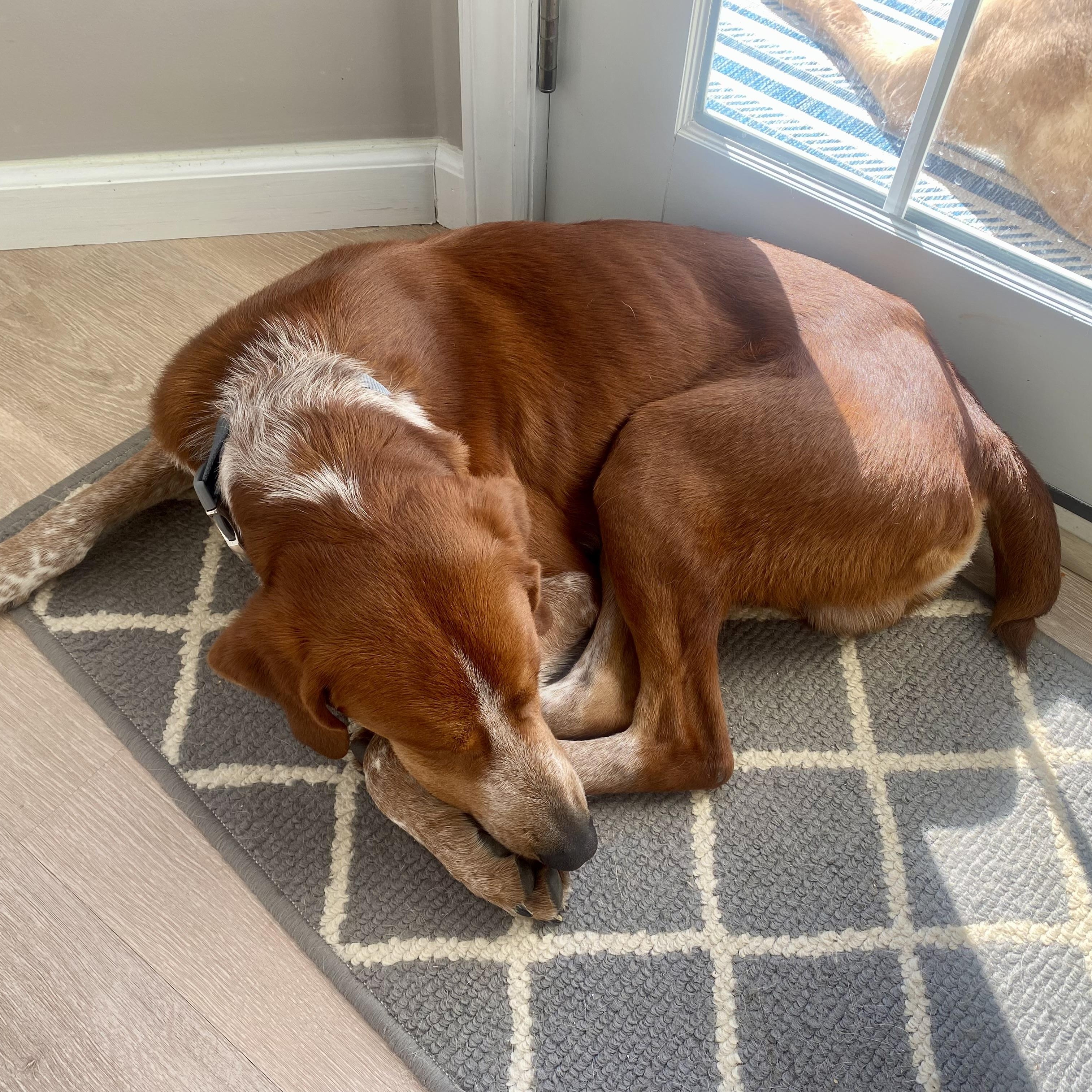 Enlarge Red, a Adoptable mixed breed in Greeneville, TN image 5/6