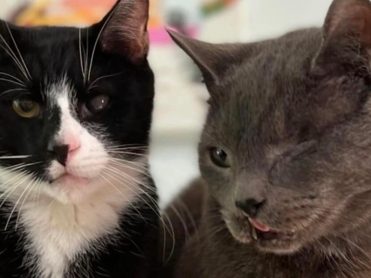 Enlarge Judge & Wolf, a Adoptable Domestic Short Hair in Salem, MA image 1/1