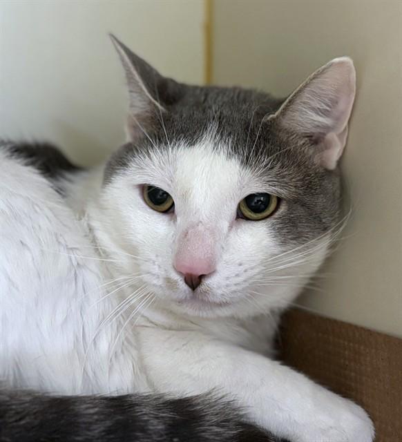 GRAYSON, Adoptable, Young Male Domestic Short Hair.