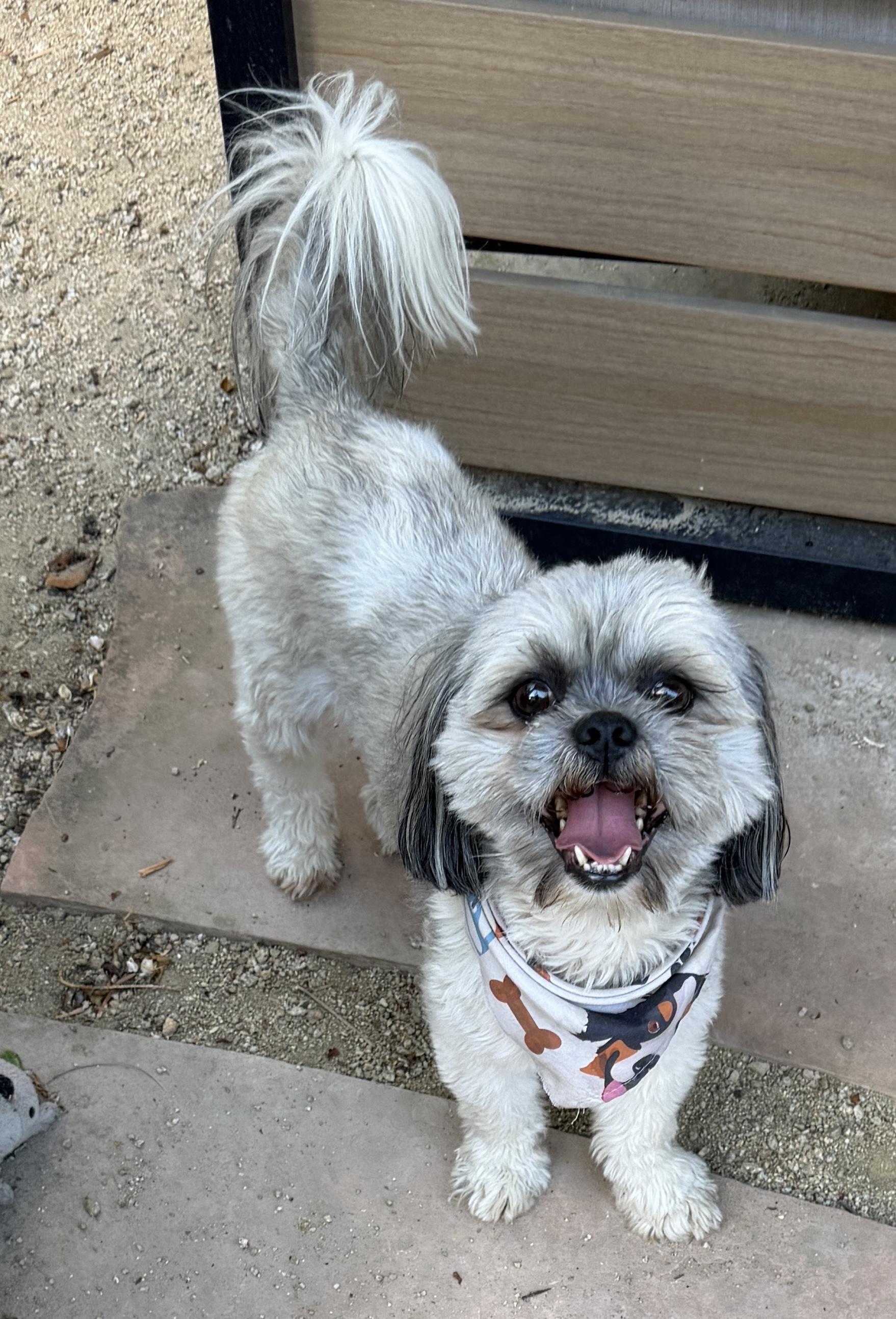 Enlarge BROWNIE, a ADOPTABLE Shih Tzu in San Jose, CA image 1/3