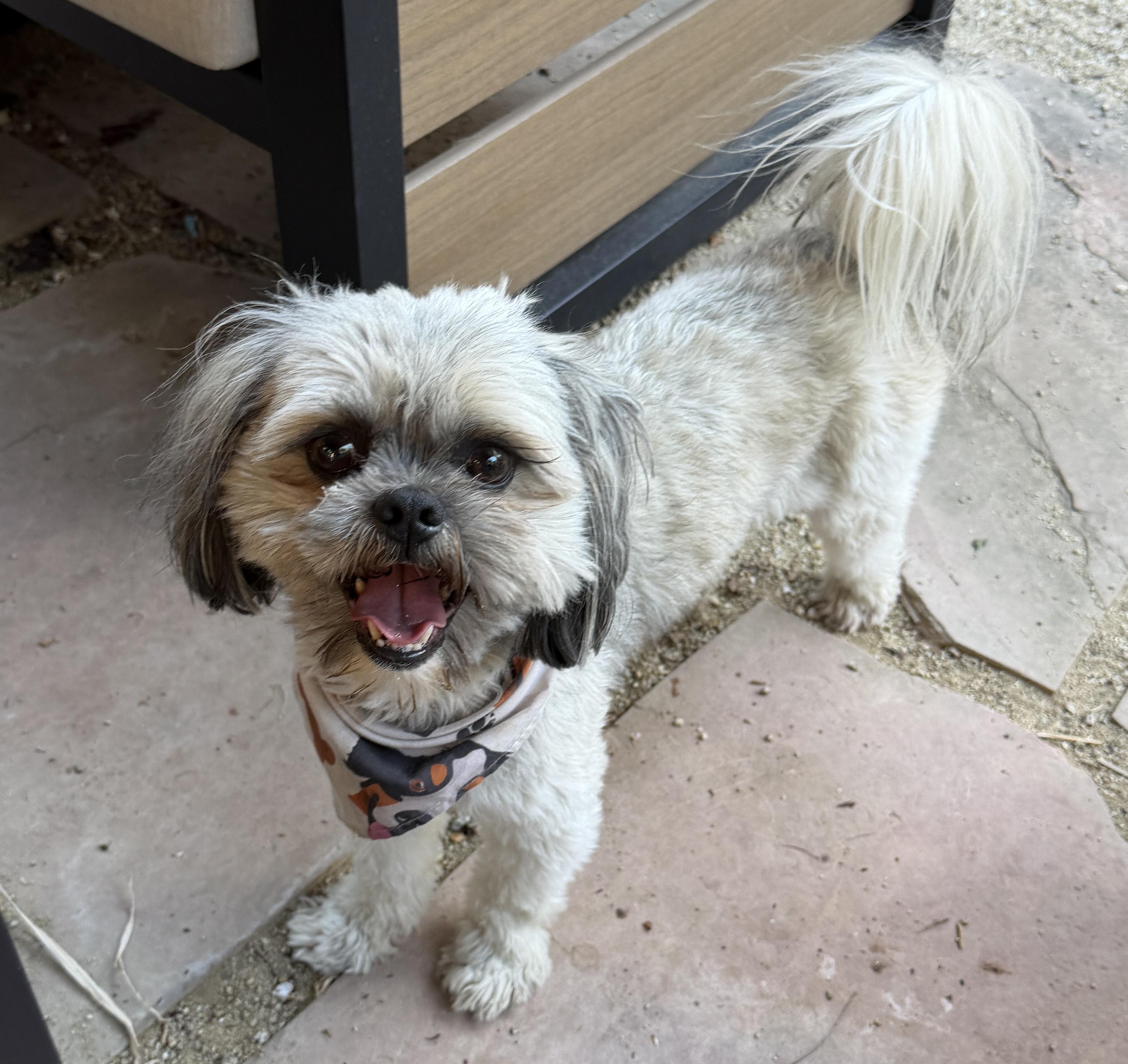Enlarge BROWNIE, a ADOPTABLE Shih Tzu in San Jose, CA image 2/3