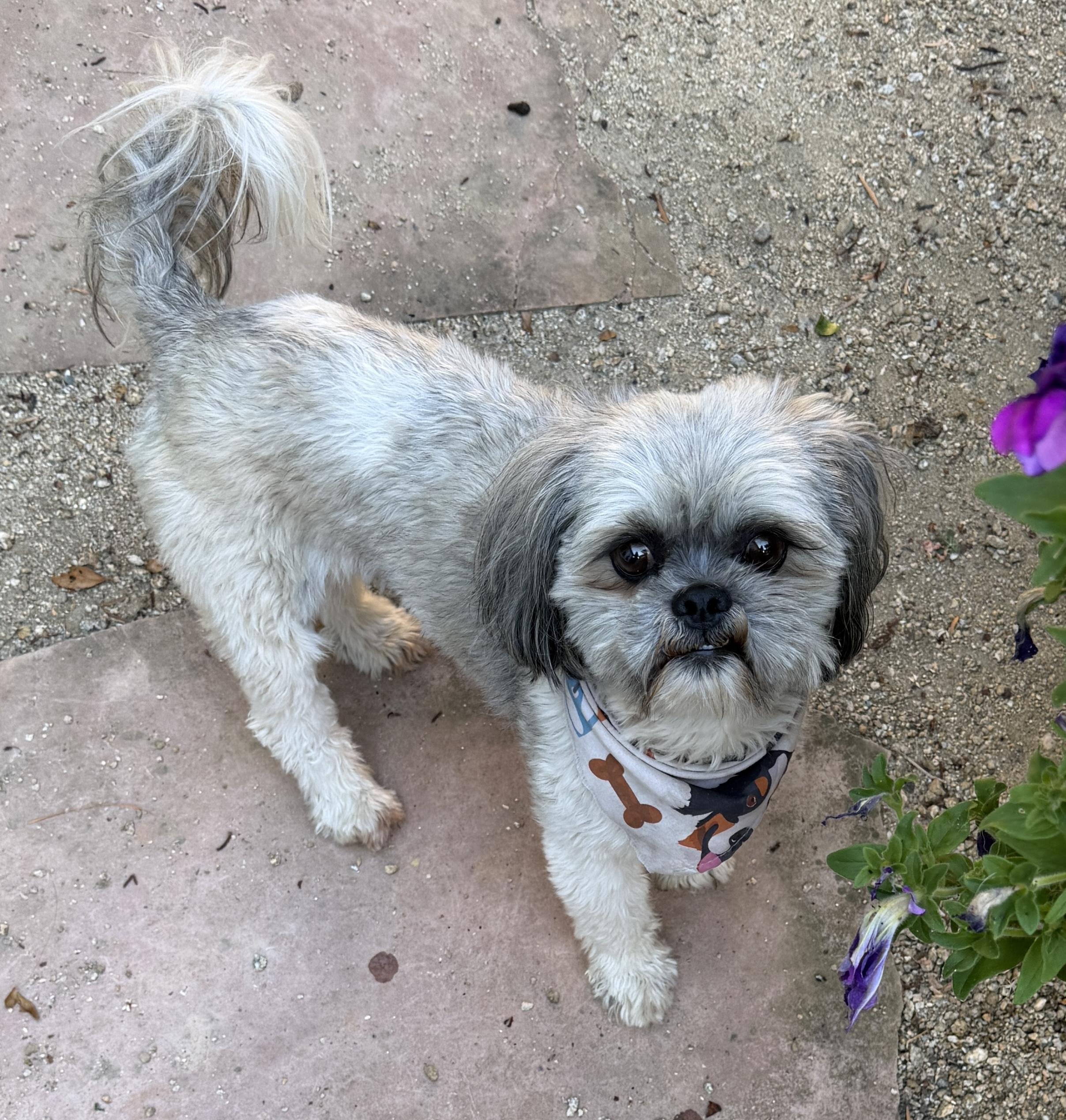 Enlarge BROWNIE, a ADOPTABLE Shih Tzu in San Jose, CA image 3/3