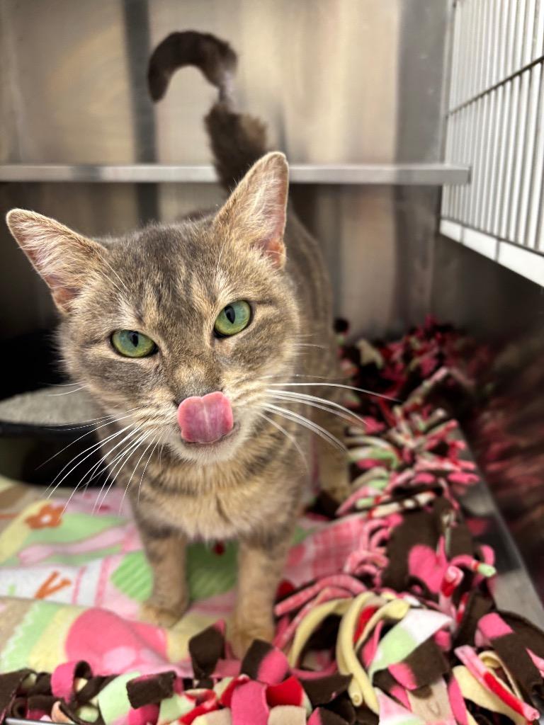 Smokey Nacho, Adoptable, Adult Female Domestic Short Hair.