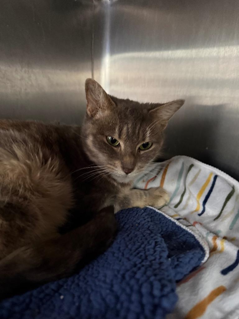 Smokey Nacho, a Adoptable mixed breed in Cambridge, MD image 2/2