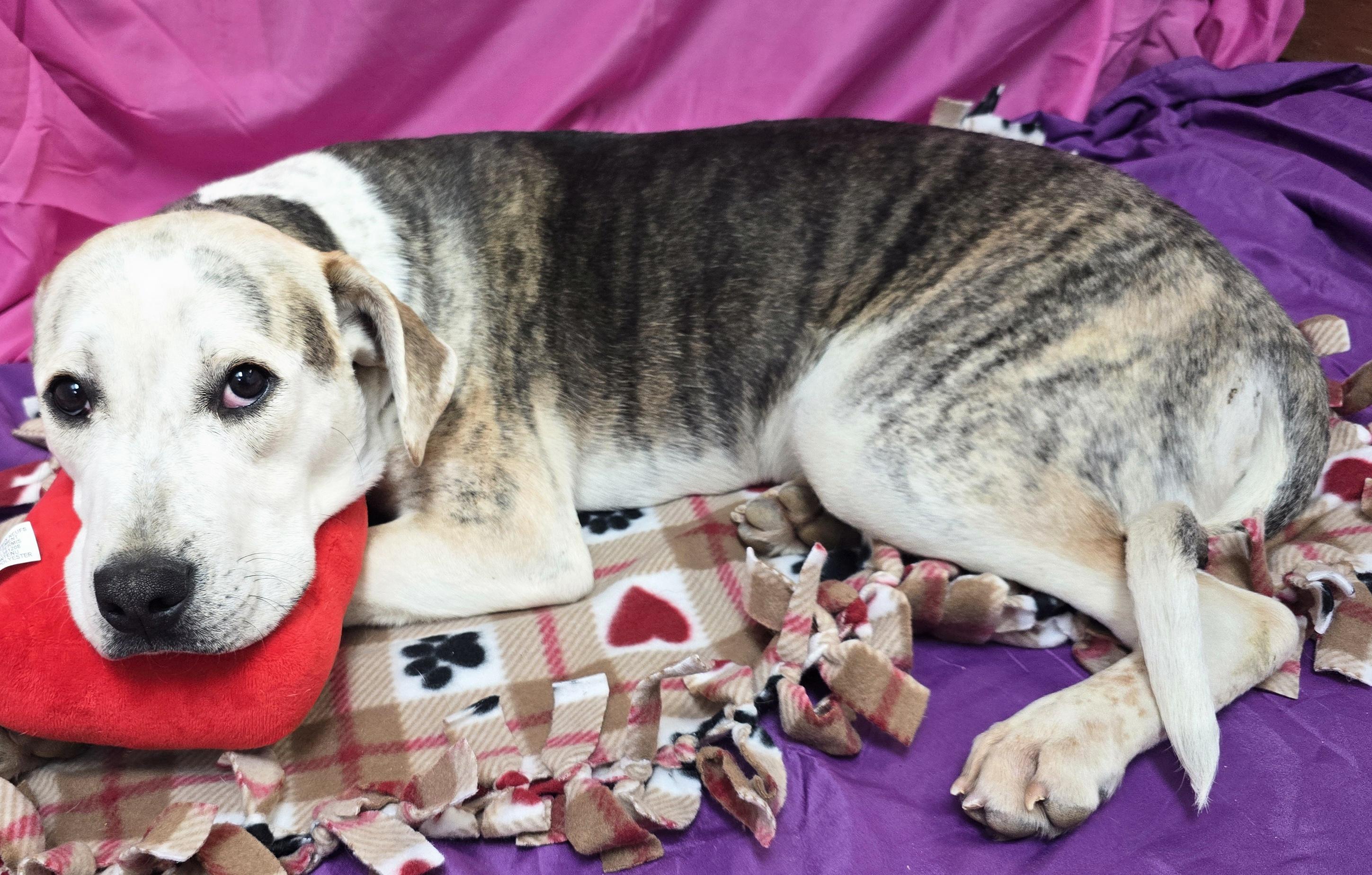 Enlarge Benny, a ADOPTABLE mixed breed in LaGrange, IN image 5/5