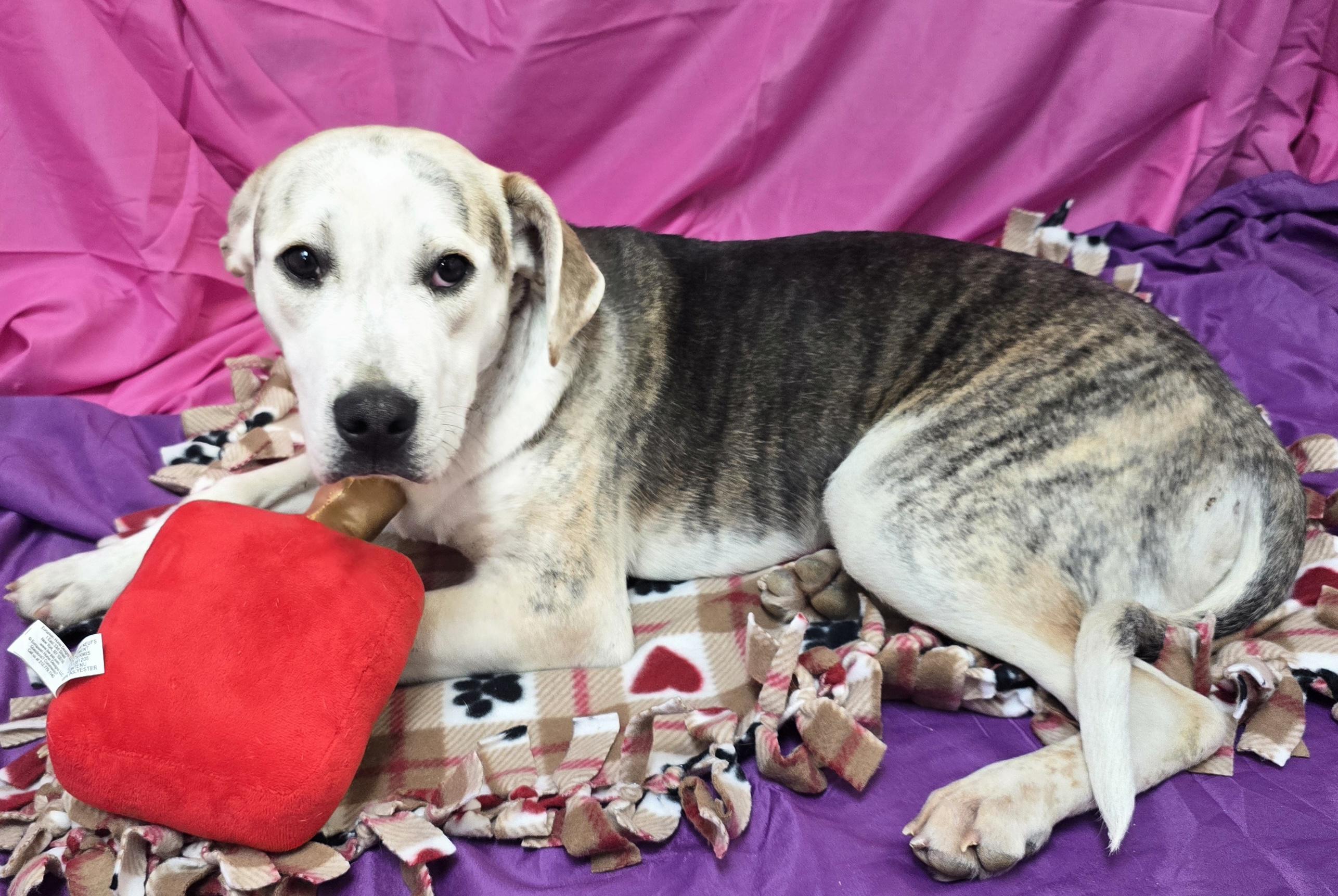 Enlarge Benny, a ADOPTABLE mixed breed in LaGrange, IN image 4/5