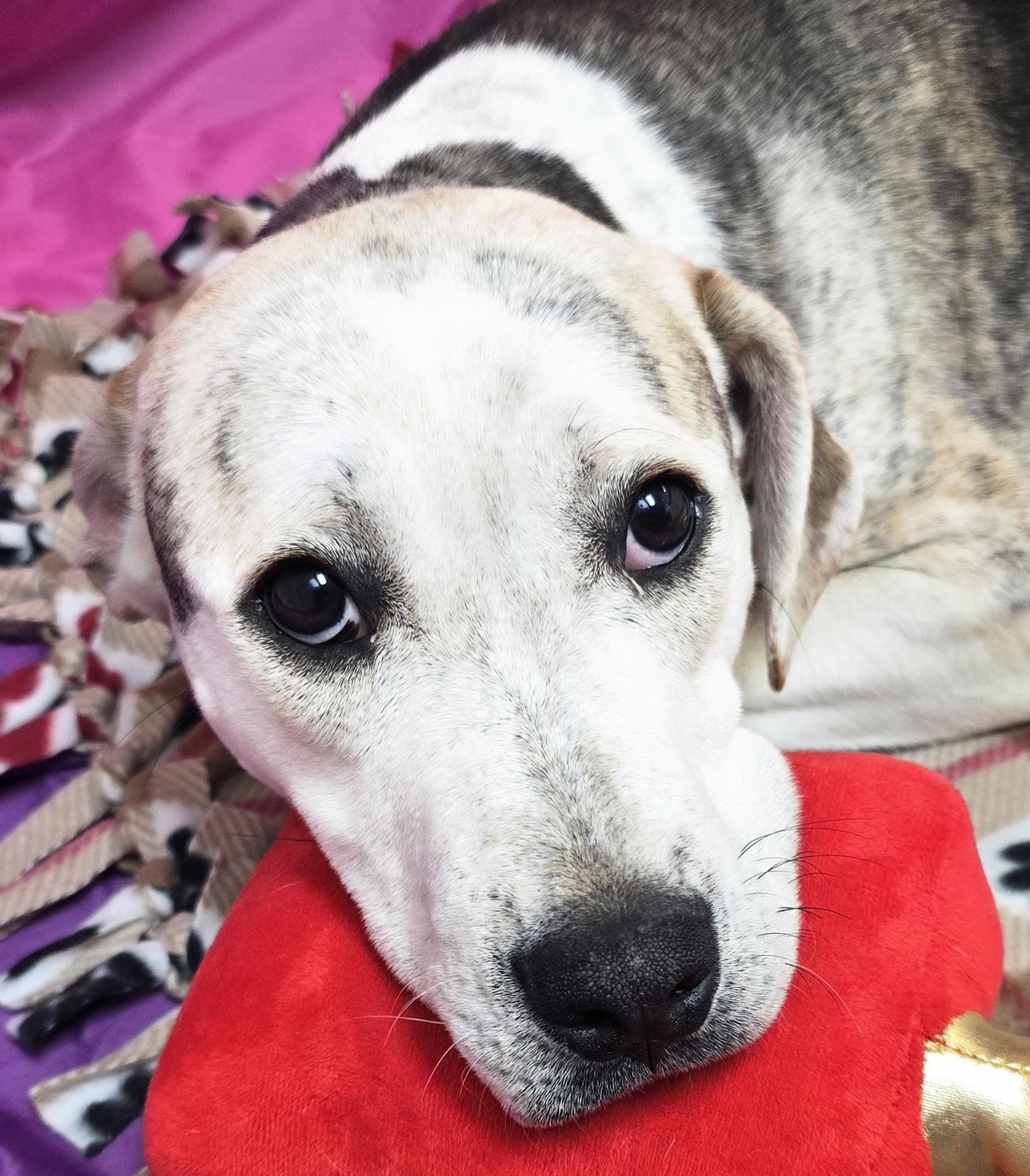 Enlarge Benny, a ADOPTABLE mixed breed in LaGrange, IN image 2/5