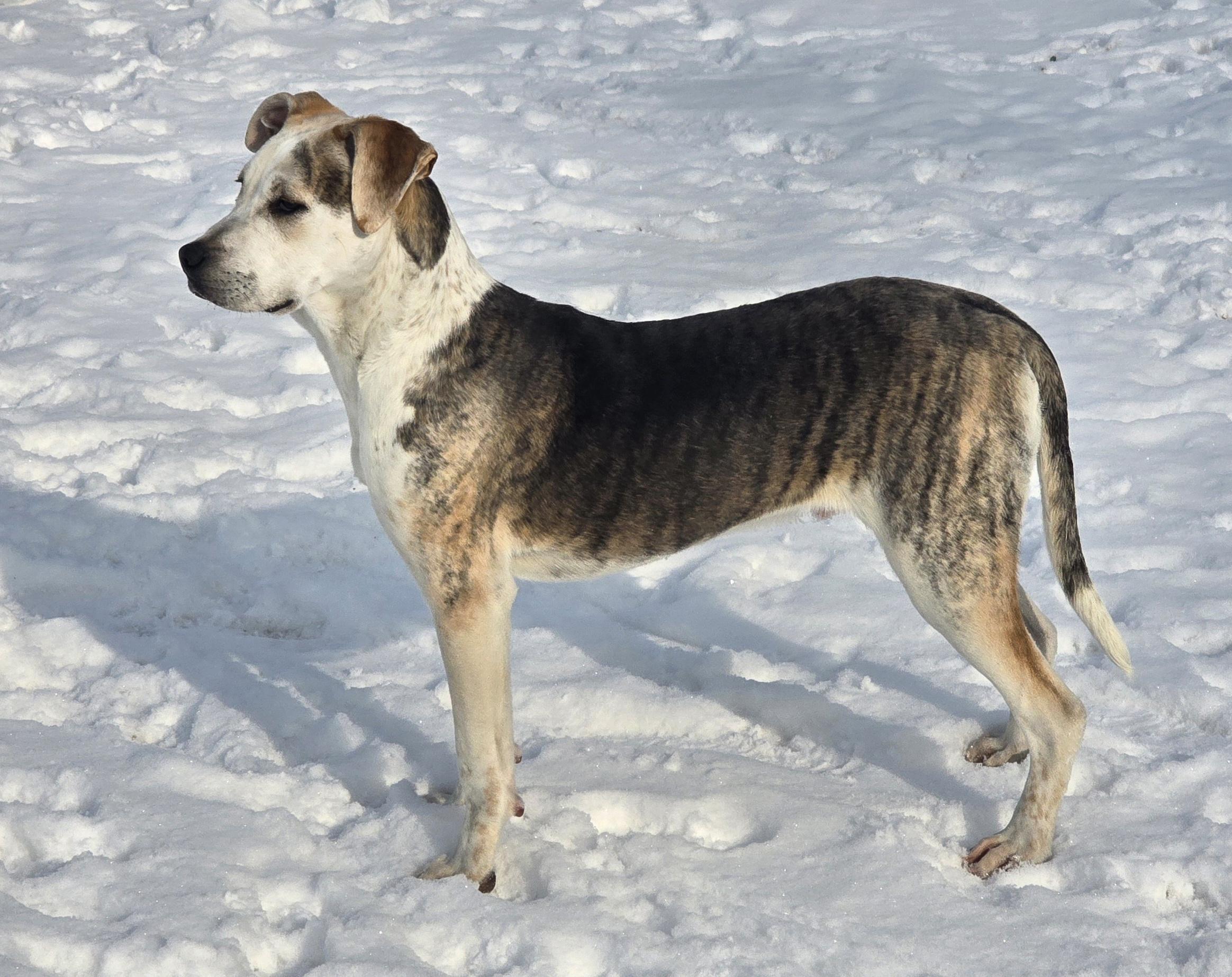 Enlarge Benny, a ADOPTABLE mixed breed in LaGrange, IN image 3/5