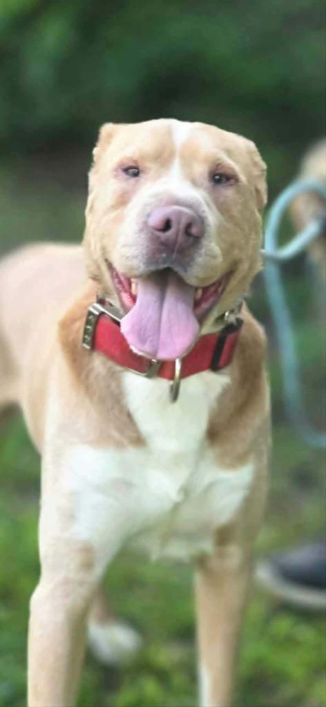 Enlarge Dudley, a Adoptable mixed breed in Olney, IL image 1/1