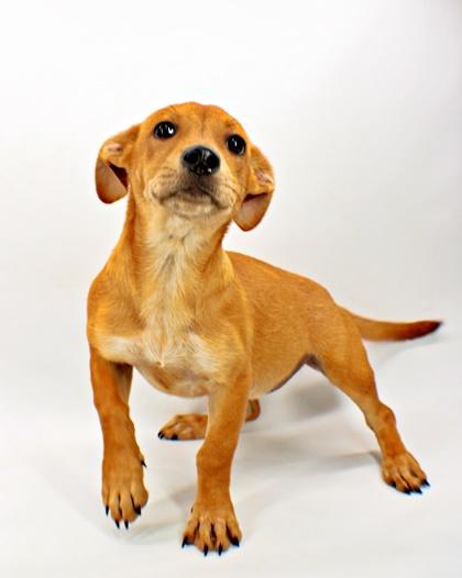 Gamora, Adoptable, Puppy Female Cardigan Welsh Corgi & Terrier.