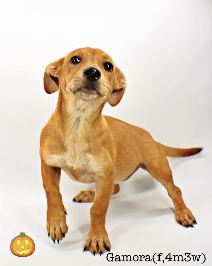 Enlarge Gamora, a Adoptable mixed breed in Morton Grove, IL image 2/3