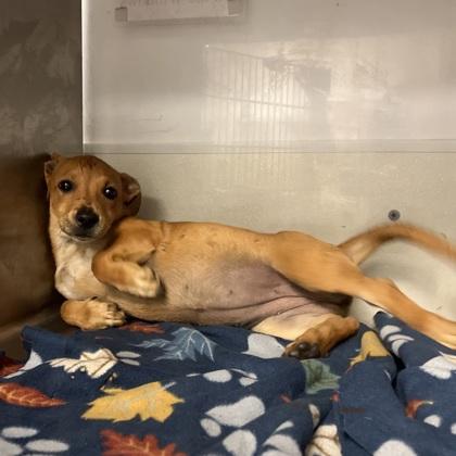 Enlarge Gamora, a Adoptable mixed breed in Morton Grove, IL image 3/3