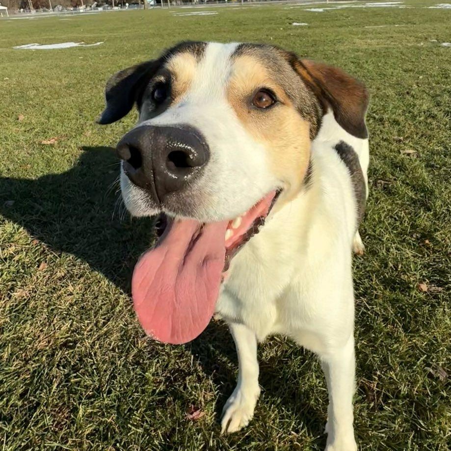 Duke, adoptable, Adult Male Great Pyrenees.