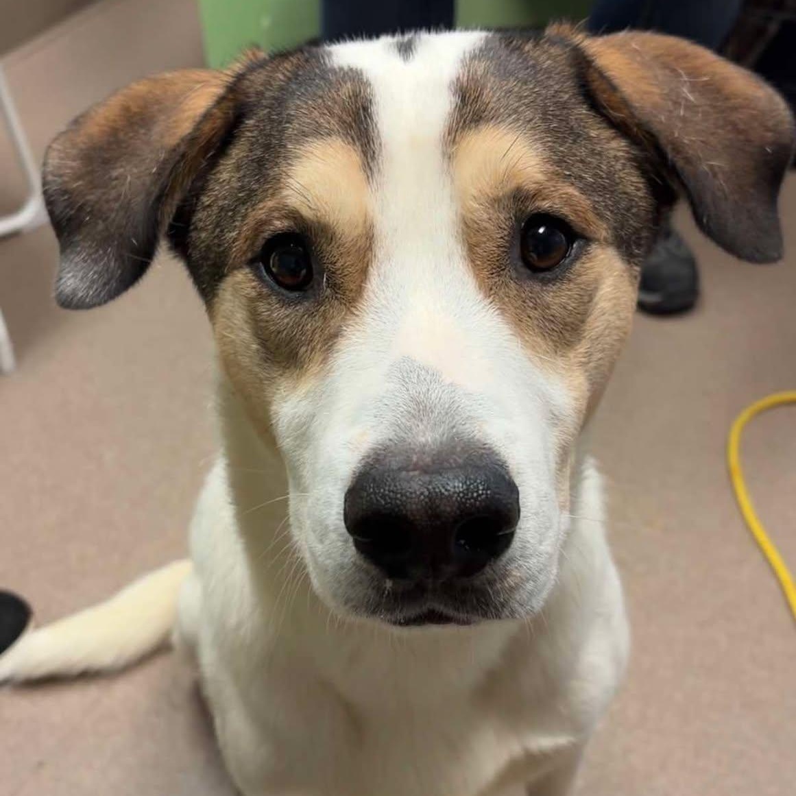 Enlarge Duke, an adoptable mixed breed in Valparaiso, IN image 2/2