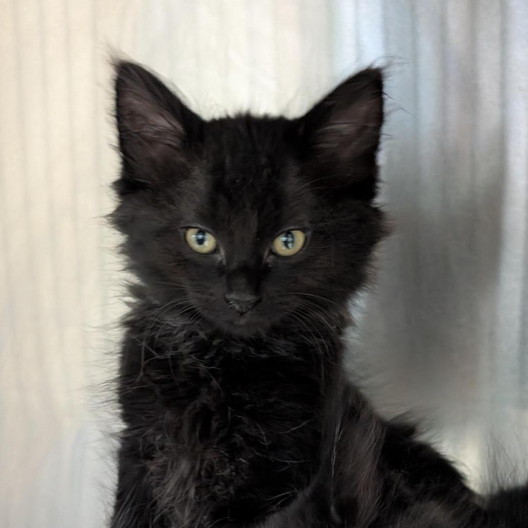 Little Tyke, Adoptable, Kitten Male Domestic Short Hair.