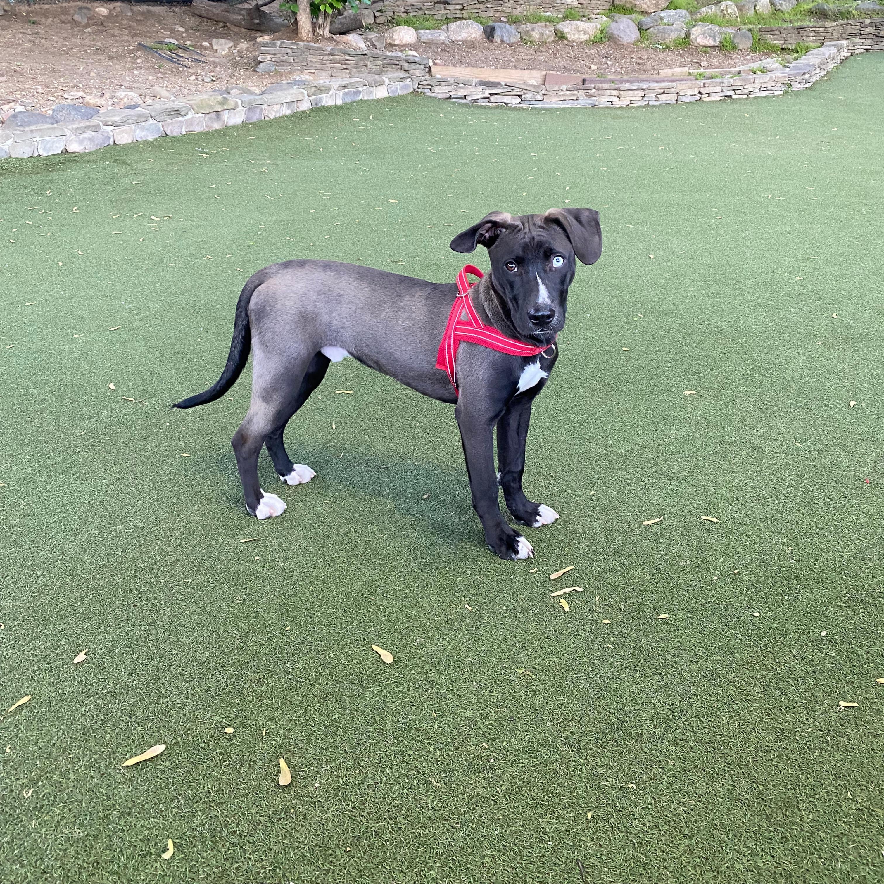 Enlarge Bowie, a ADOPTABLE mixed breed in New York, NY image 6/6
