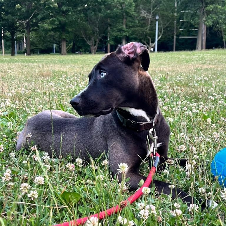 Enlarge Bowie, a ADOPTABLE mixed breed in New York, NY image 3/6