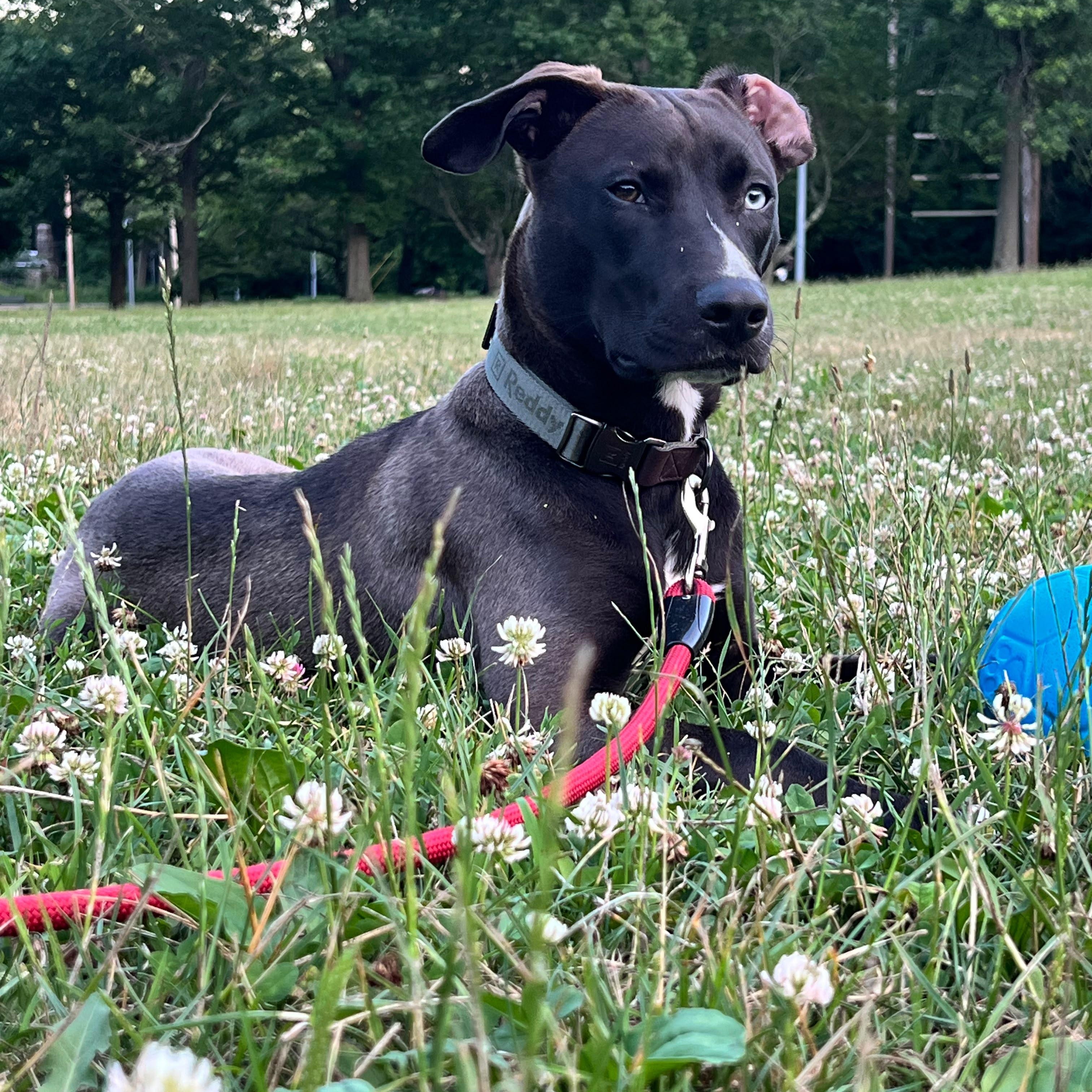 Enlarge Bowie, a ADOPTABLE mixed breed in New York, NY image 5/6
