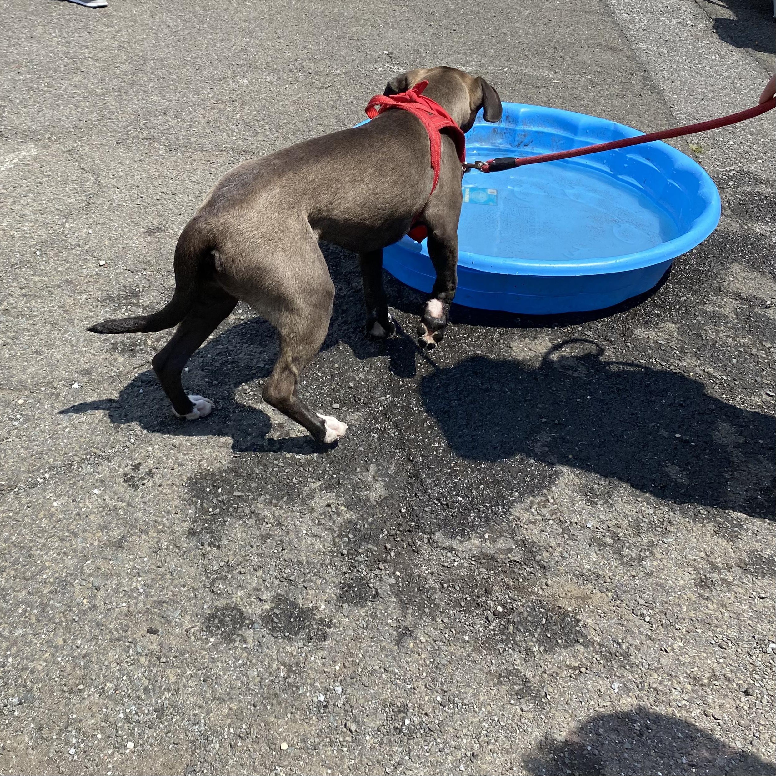 Enlarge Bowie, a ADOPTABLE mixed breed in New York, NY image 4/6