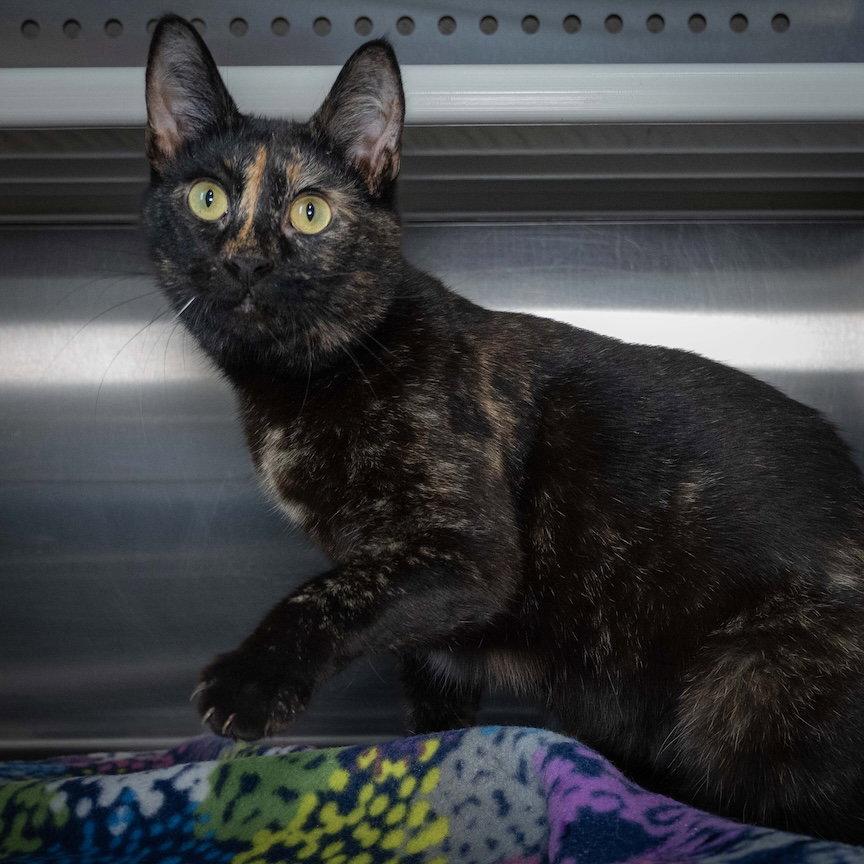 Jasmine, Adopted, Young Female Domestic Short Hair.
