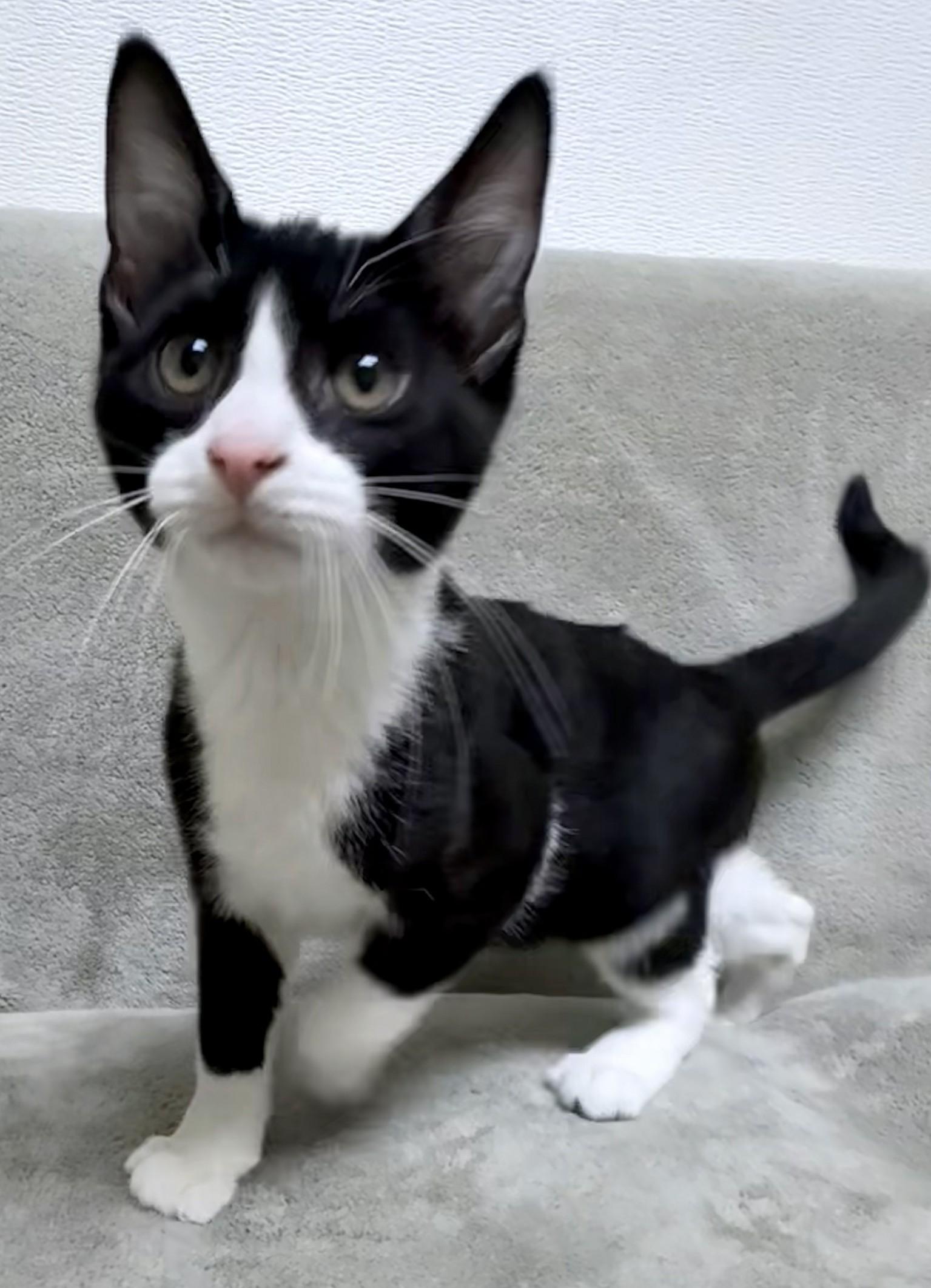 Enlarge Marvin, a ADOPTABLE Domestic Short Hair in Miller Beach, IN image 1/1