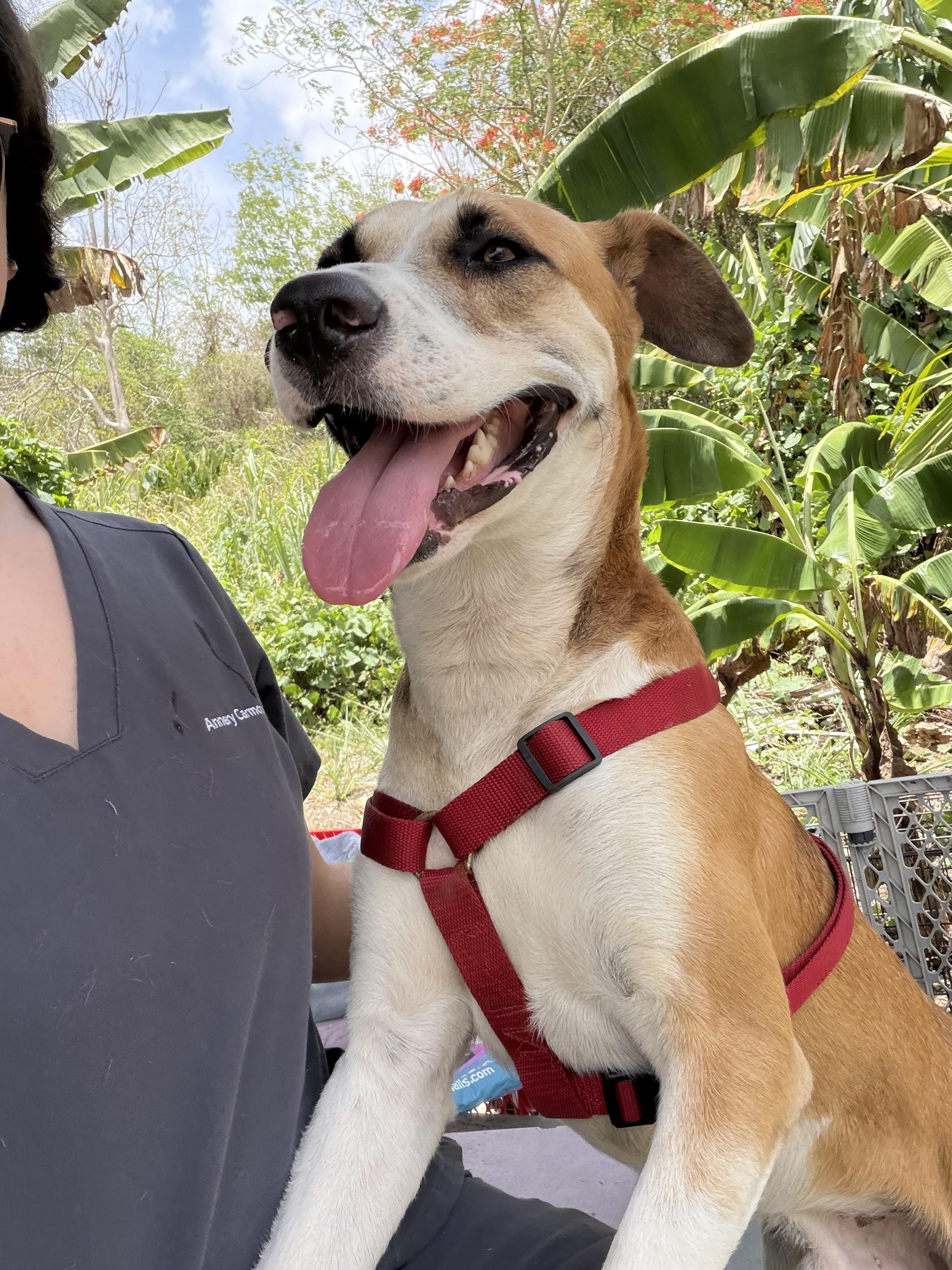 Enlarge Louis - The Big Playful Lovebug, a Adoptable mixed breed in LOS ANGELES, CA image 4/6
