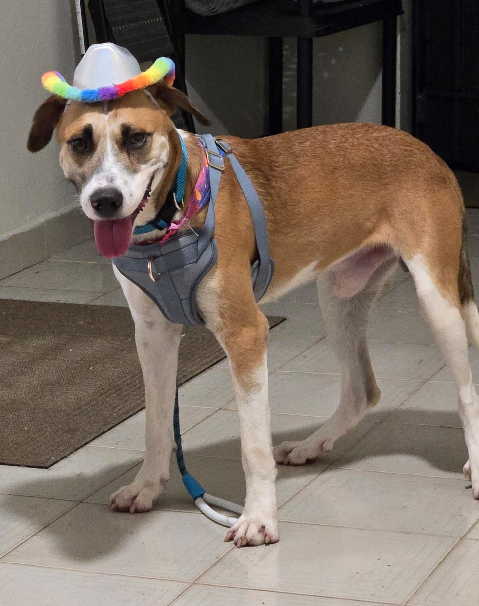 Enlarge Louis - The Big Playful Lovebug, a Adoptable mixed breed in LOS ANGELES, CA image 5/6