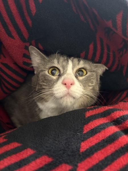 Enlarge Sally, a Adoptable mixed breed in Abbotsford, BC image 1/2