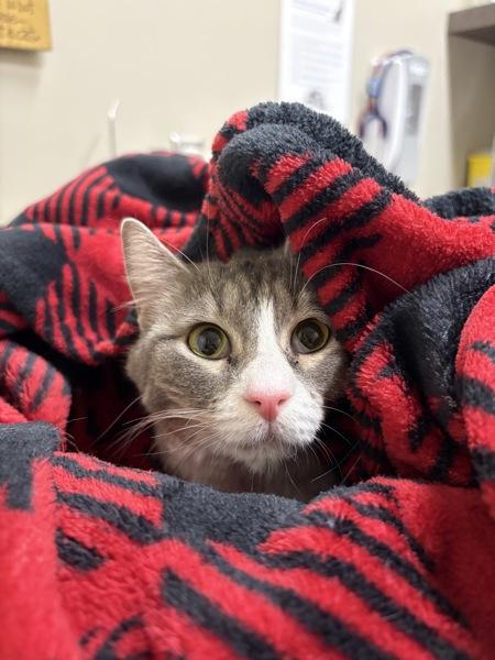 Enlarge Sally, a Adoptable mixed breed in Abbotsford, BC image 2/2